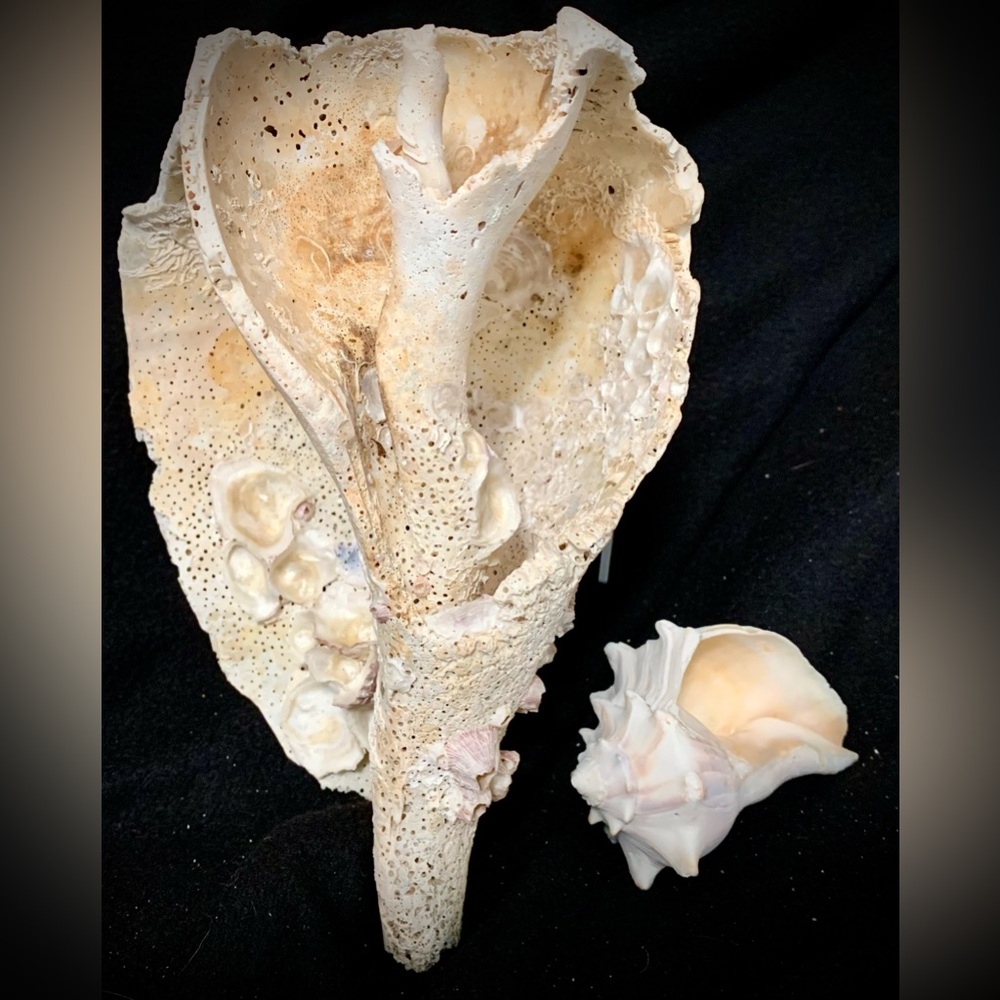 💗Large Natural Sea Shell Pair Barnacle-Encrusted Shell Specimens Coastal Curios